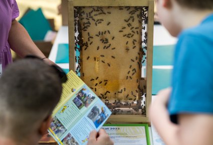 Dzieci przyglądające się ekspozycji z żywymi pszczołami